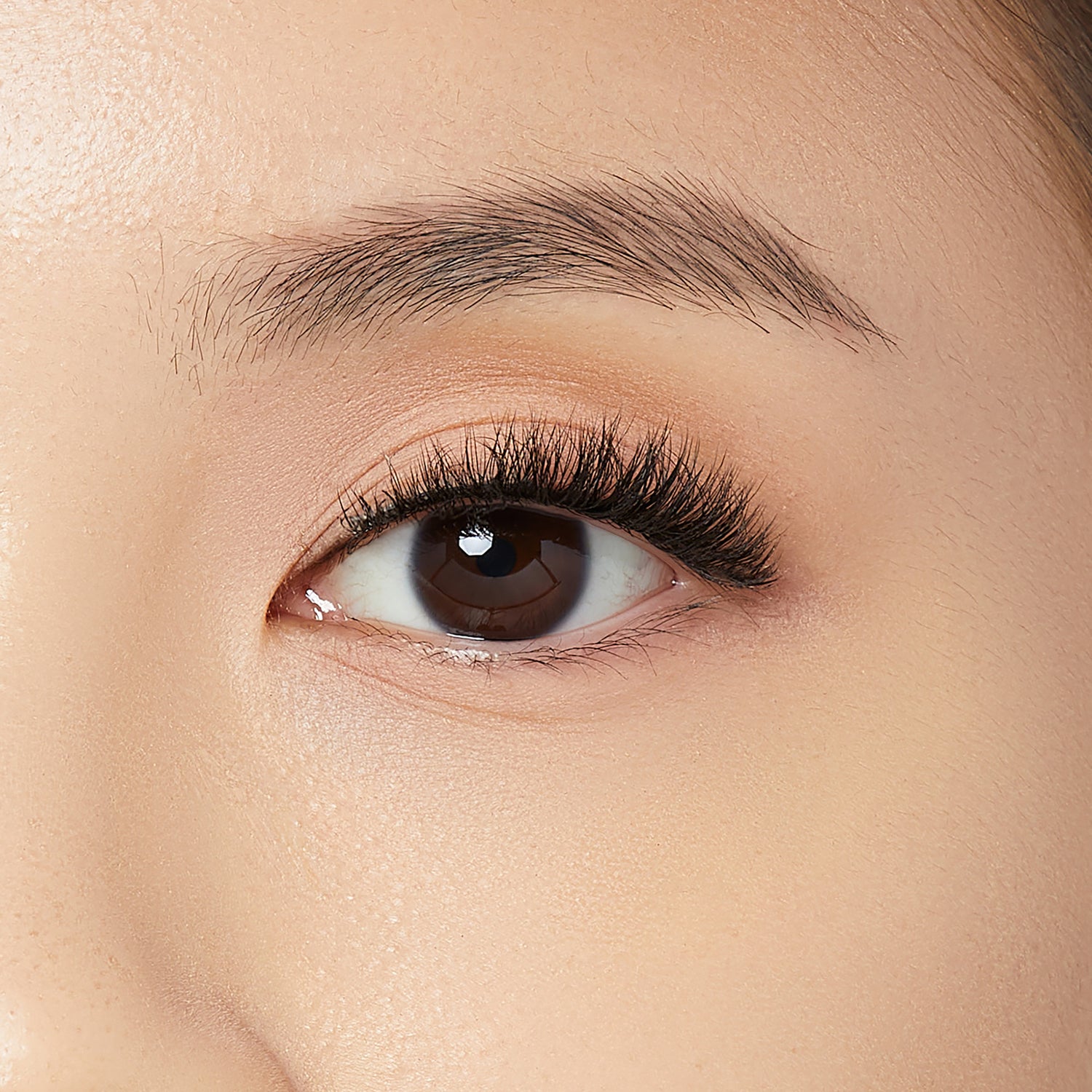 Close-up of a brown eye with long, thick, and curled vegan mink false eyelashes applied, showing natural skin tone and a well-groomed eyebrow.